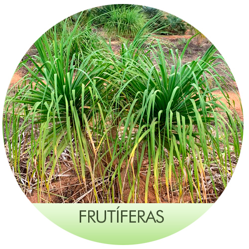 FRUTÍFERAS